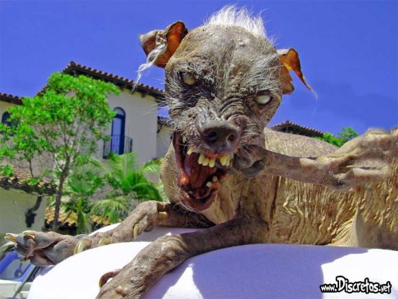 chien mutant.jpg